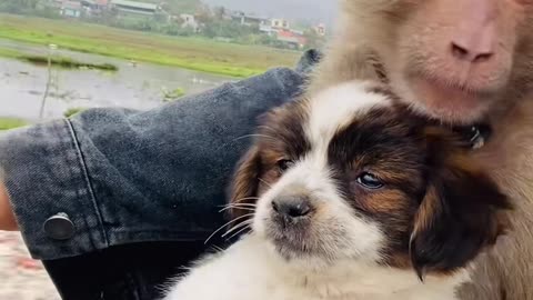 So cute! baby monkey hugs puppy while riding motorbike