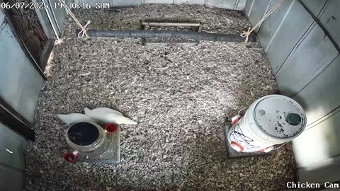 Millar Time Chicken Cam