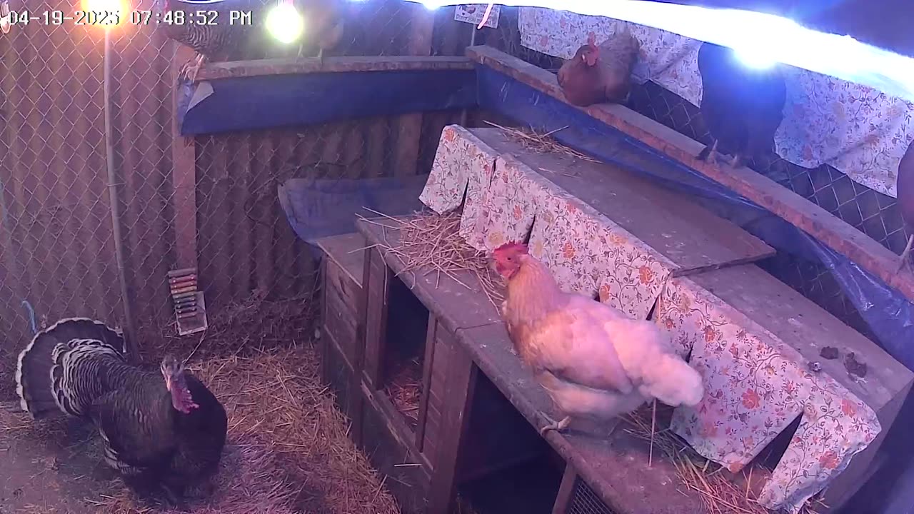 Saturday Night Perch Up Cam2