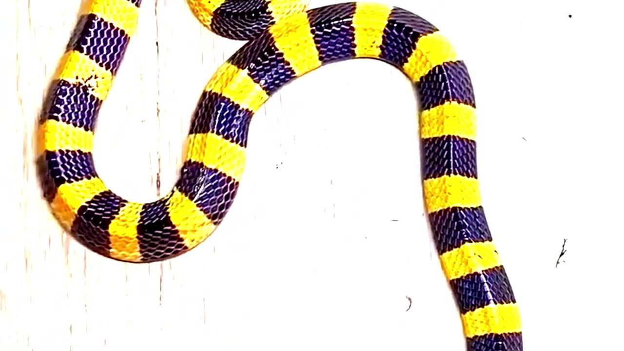 Beautiful Snake That Eats Vipers!