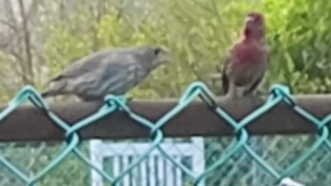 This Bird is Giving the other bird a piece of it's mind 🤣