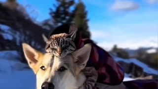 Dog's Comedy Videos 🤣 so cute videos and puppies comedy scenes 😂 so cute 🥰 🥰 🥰 🥰