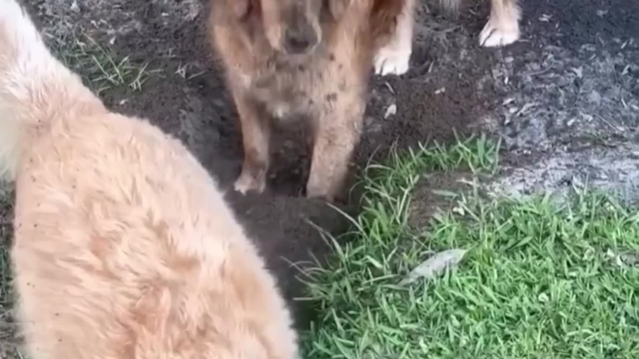 😂