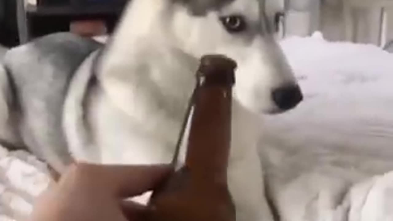 Funniest Animals 🐧 - Awesome Funny Animals