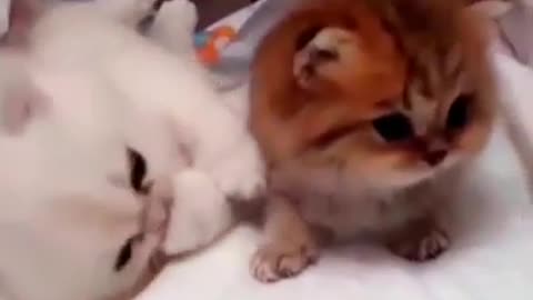 Best Funny Animal Videos Of The 2025 🤣 - Funniest Cats And Dogs Videos 😺😍😂🐶 Funny cat & dog videos 😍
