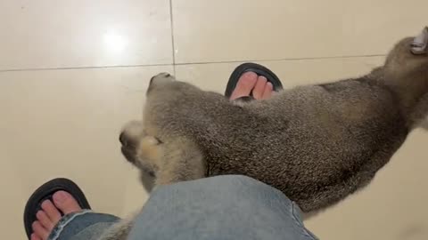 The cat is also too perfunctory