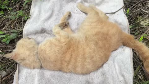 She Thought It Was Her End… But Help Came! 🐱❤️
