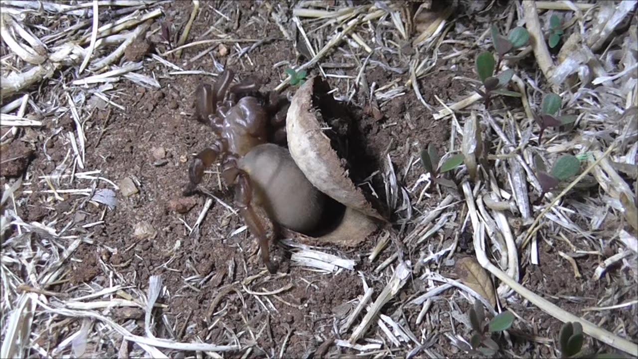 Trapdoor Spider Exits And Spins Doorway Tripwires