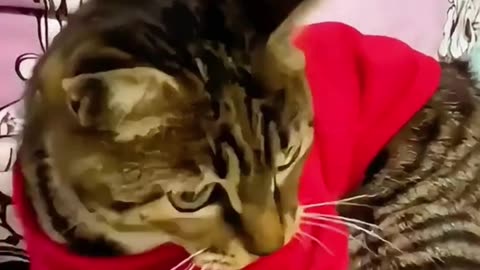 This cat is shit.