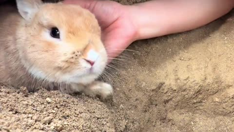 catch a family of rabbits