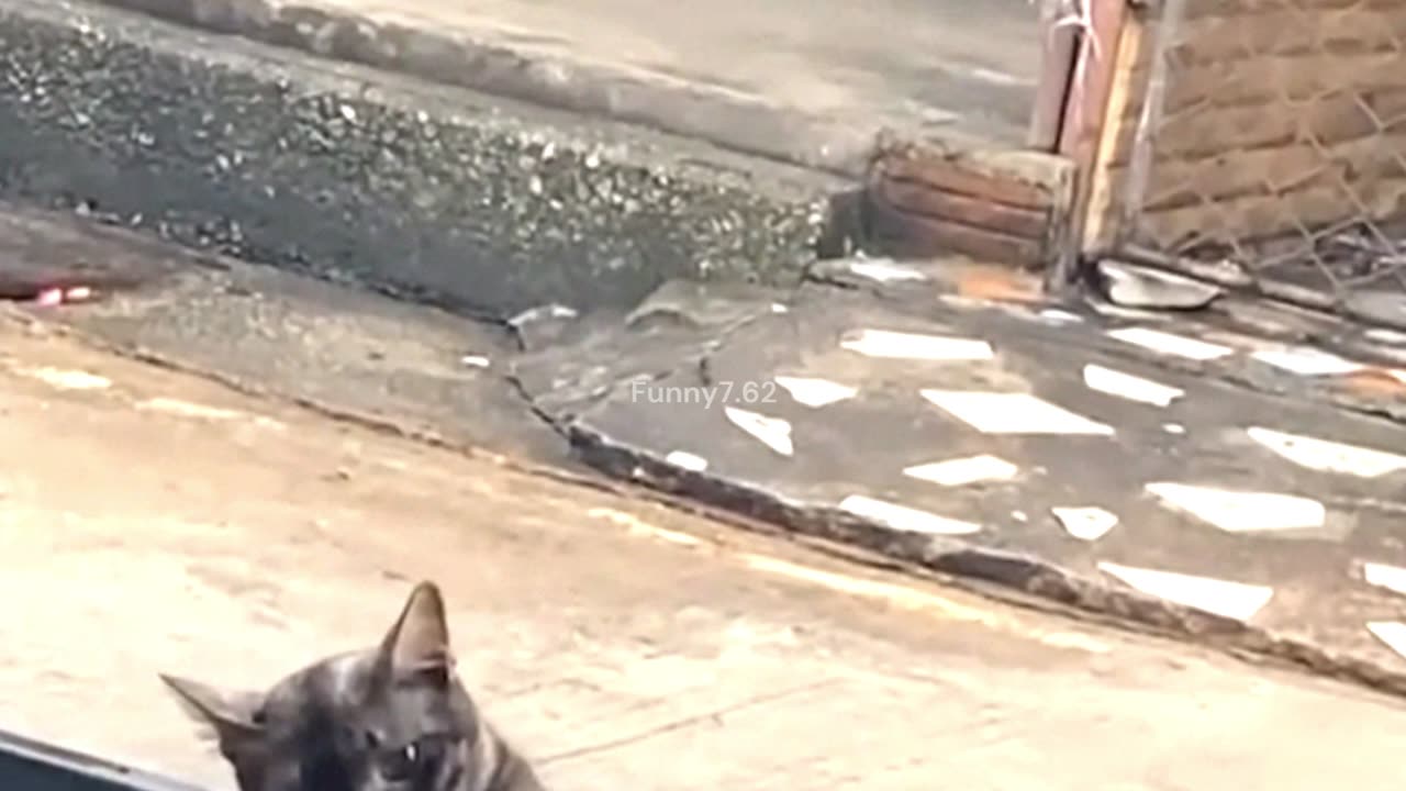 Some activities of hungry cats