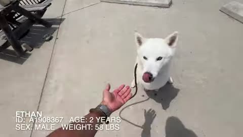 ethan the dog