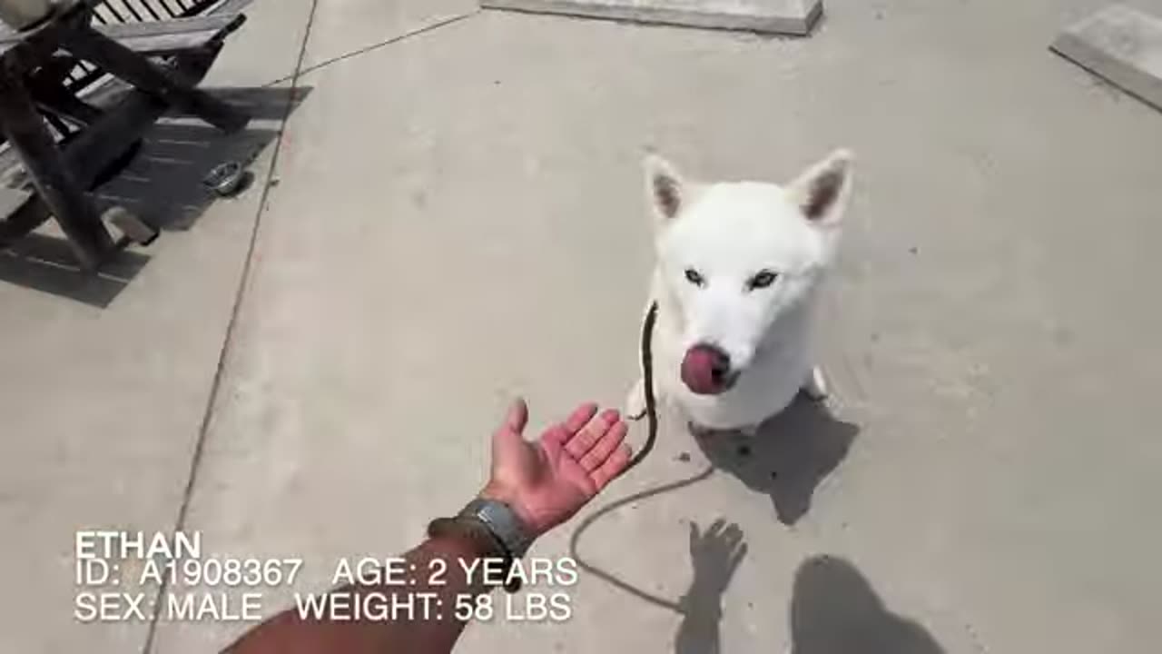 ethan the dog