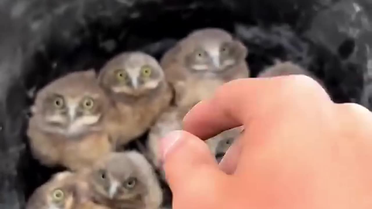 A soulful owl to surprise a person