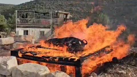 A red heifer was a BURNED sacrifice after two black hairs were found on its body