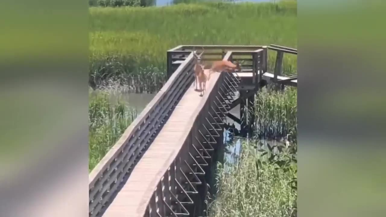 🤣 Funniest Animal Videos of All Time | Try Not to Laugh 🐶🐱