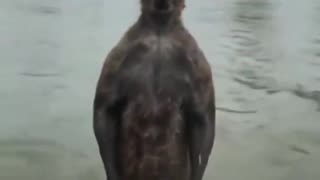 Man saves his dog from kangaroo