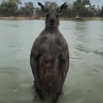 Man saves his dog from kangaroo