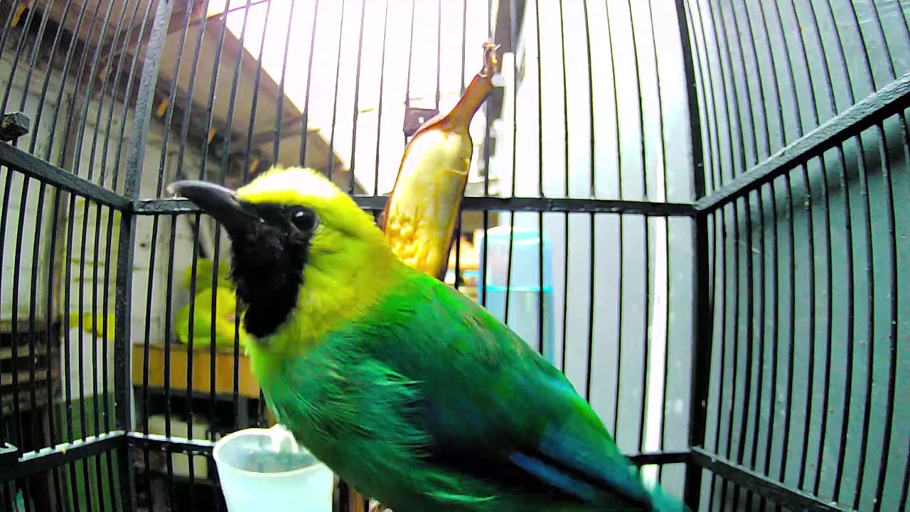 Leafbird