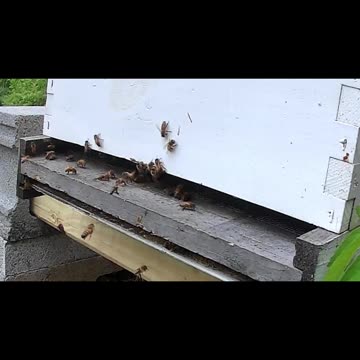 Sunday Noon long cut