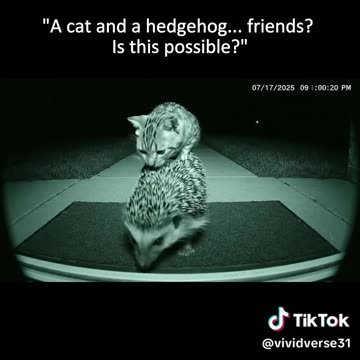 My cat and a hedgehog as friends... Is this possible 😧