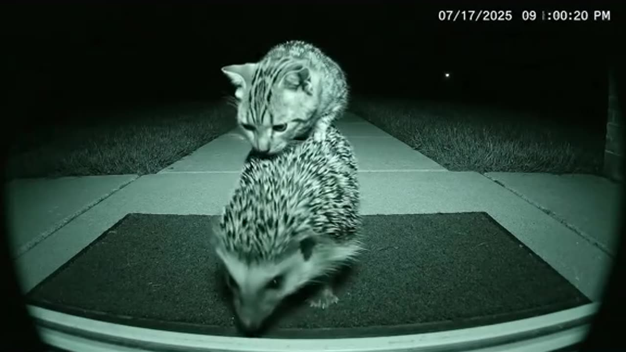 My cat and a hedgehog as friends... Is this possible 😧