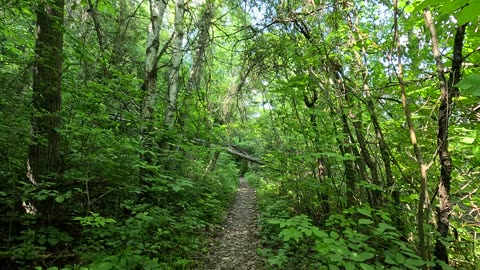 Forest trail near Seneca. Up to 4K UHD. Really nice location.