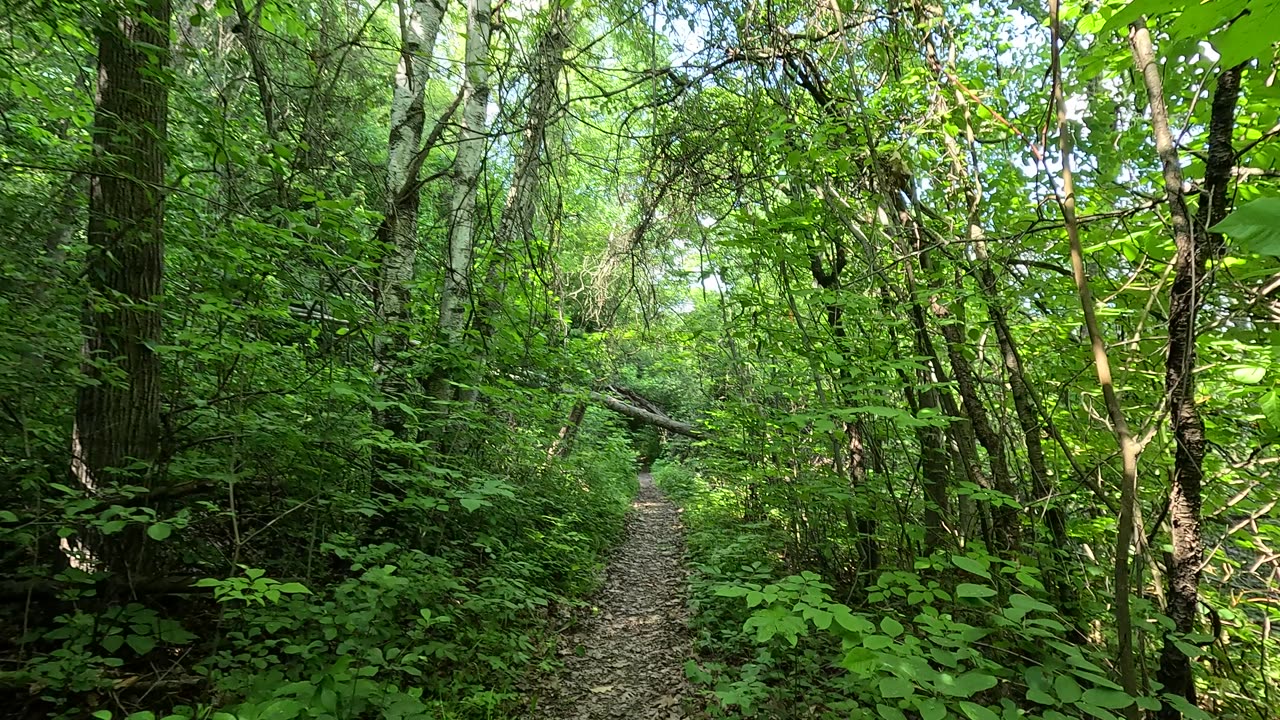 Forest trail near Seneca. Up to 4K UHD. Really nice location.