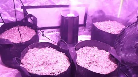 Eazy Growz ep 4