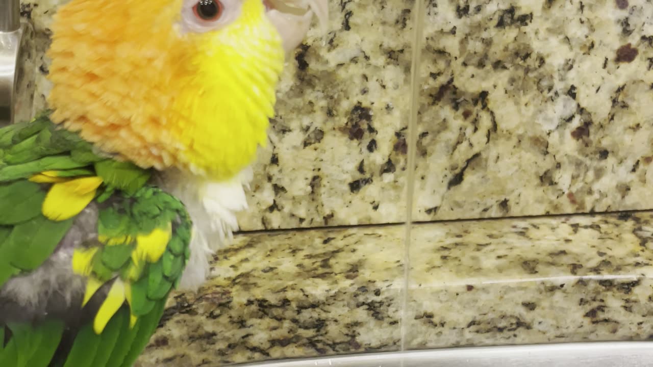 Caique Prefers Fresh Drinks