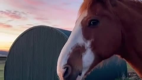 😂🐴 Stop Horsing Around and Watch This! | FunFM