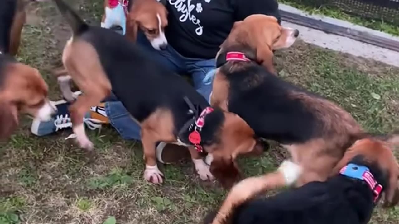 Rescataron a treinta Beagles de un laboratorio