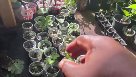 How To Protect Newly Rooted Fig Cuttings From The Heat Wave