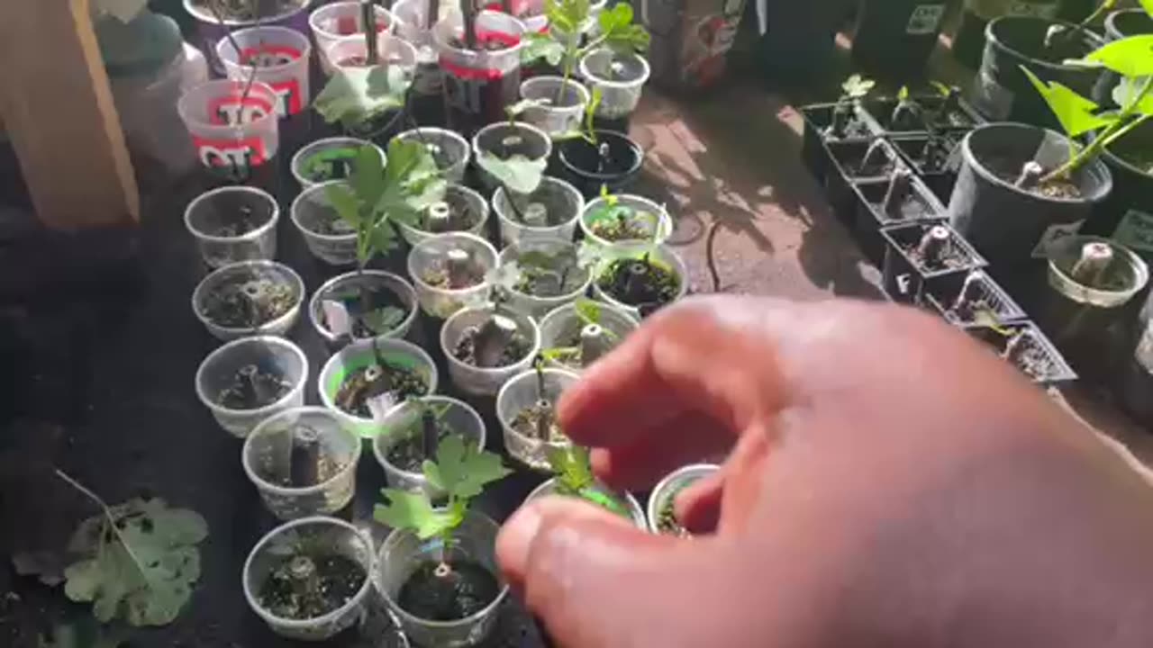 How To Protect Newly Rooted Fig Cuttings From The Heat Wave