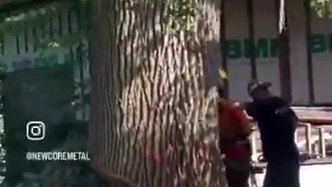 Tree vs House … tree wins LMAO … wonder why it fell that way?