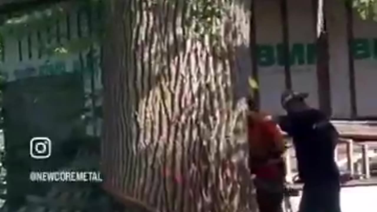 Tree vs House … tree wins LMAO … wonder why it fell that way?