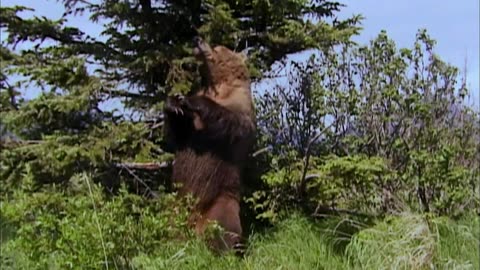 Wildlife documentary (grizzly man )