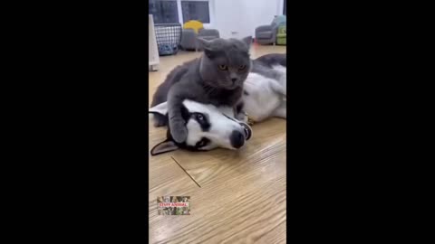Funny cats and dogs videos new