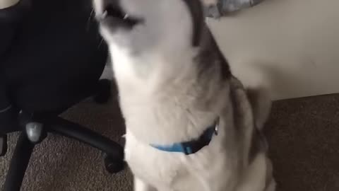 Funny Dog pt2 🤣
