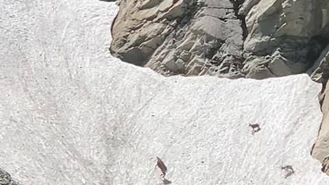 Chamois Play Freely In Mountainous Snow