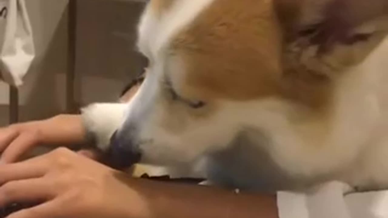 Doggy starving for some attention 😊