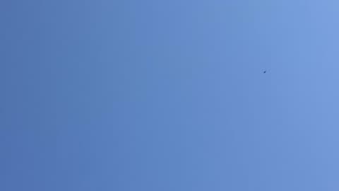 Red tail hawks