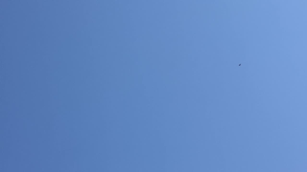 Red tail hawks