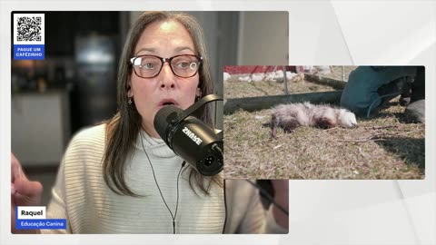 Como é a vida dos cães que protegem animais de fazenda aqui nos EUA?