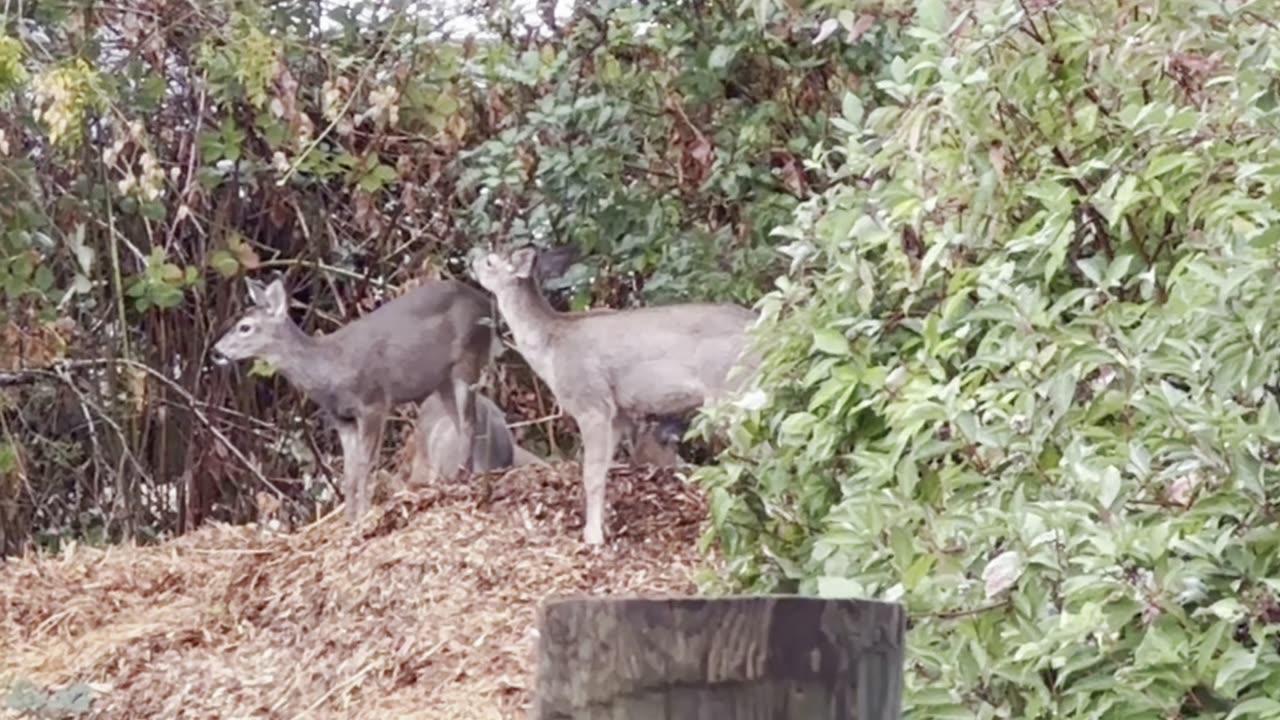 Fawn Daycare