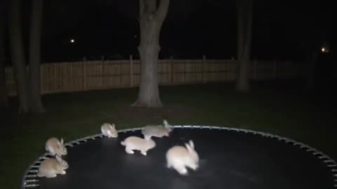 Bounce House