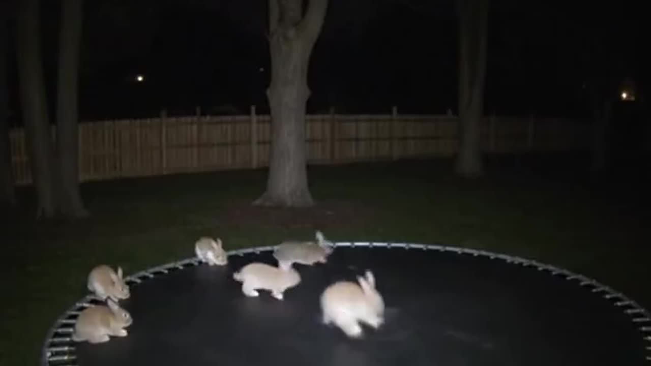 Bounce House