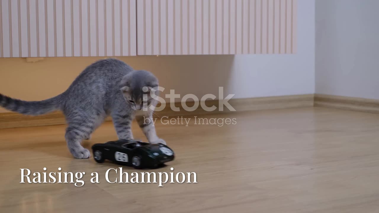 Epic Cat Racing: Feline Speedsters on Wheels!