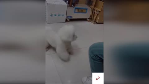 Cutest Animals Ever! Funny Animals Videos (COMPILATION)