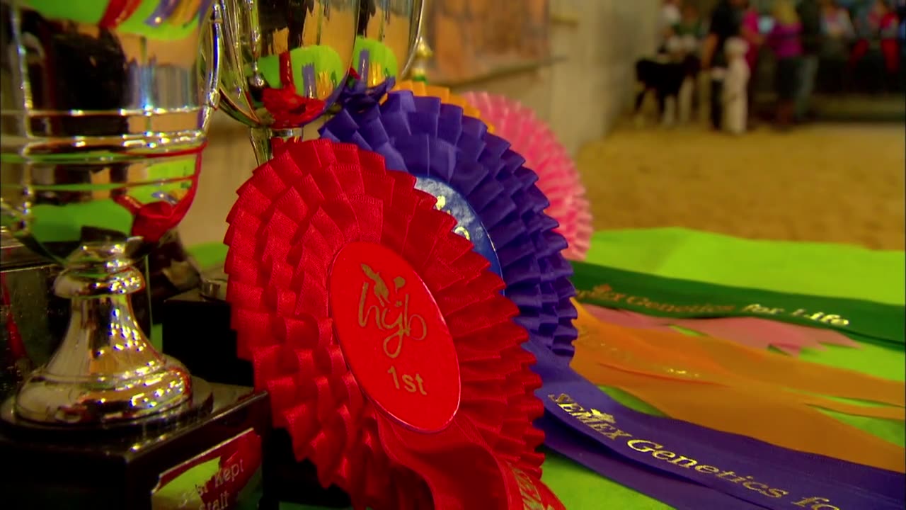 Mi Mascota y Yo - T1E05 - Ternero